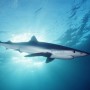 GREAT BLUE SHARK