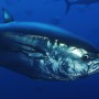 Atlantic Bluefin Tuna (Thunnus thynnus) Captive